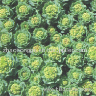 Rhodiola Rosea Extract Salidroside