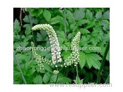 Black Cohosh Extract Black Cohosh Extract Black Cohosh Extract Black Cohosh Extract Black Cohosh Extract