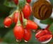 Factory natural extract barbary wolfberry fruit p.e. Barbary Wolfberry P.E.Barbary Wolfberry P.E.