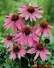 Echinacea Extract Echinacea Extract Echinacea Extract Echinacea Extract