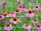 Echinacea Extract Echinacea Extract Echinacea Extract Echinacea Extract