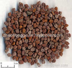 Common Fenugreek Seed Extract Common Fenugreek Seed Extract Common Fenugreek Seed Extract Common Fenugreek Seed Extra