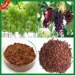 Grape Seed Extract Grape Seed Extract Grape Seed Extract Grape Seed Extract Grape Seed Extract