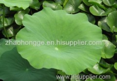 Lotus Leaf Extract Lotus Leaf Extract Lotus Leaf Extract Lotus Leaf ExtractLotus Leaf Extract Lotus Leaf Extract