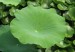 Lotus Leaf Extract Lotus Leaf Extract Lotus Leaf Extract Lotus Leaf ExtractLotus Leaf Extract Lotus Leaf Extract