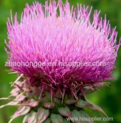 Milk thistle extract Milk thistle extract Milk thistle extract Milk thistle extract Milk thistle extractMilk thistle e