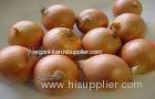 Round Golden Natural Fresh Onion For Mexican Cuisine Contains Fibre And Fat