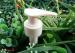 Leak Proof Cosmetic Bottle Dispensing Pump Plastic Foam DispenserPump