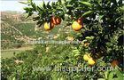 90mm Juicy Honey Sweet Fresh Navel Orange With Neat Appearance For Gift Fruit