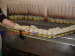 Raised rib belt conveyor E41 enables us to make product transfers by using finger plates.