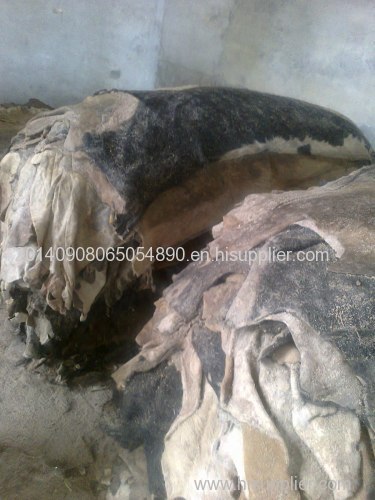 Grade A wet and dry Salted Donkey Cattle Reptile Hides Skin