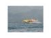 High Quality Inflatable Flying Fish Boat for Commercial Use