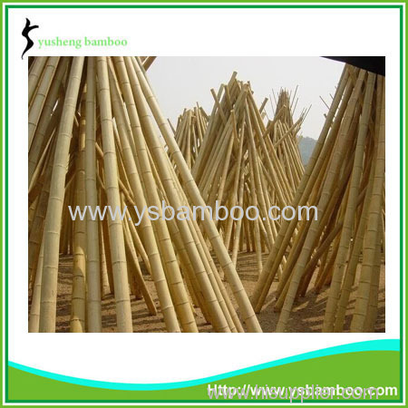 Bamboo stakes and poles