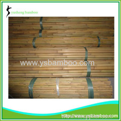 Bamboo Stakes for Tomato Plants