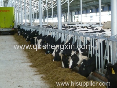 Cattle Headlocks for Cow Farm