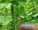 Customized Cucumber Net / PE Material Plant Support Net