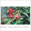 Anti Bird Netting HDPE / Customized PE White Bird Prevention Netting