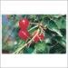 Anti Bird Netting HDPE / Customized PE White Bird Prevention Netting