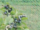 Diamond Mesh Anti Bird Netting , HDPE Fruit Tree Bird Netting , Green