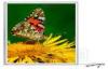 Ultrathin Acrylic Crystal Led Backlit Light Box , A3 Advertising Panel Outdoor