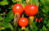 Rose Hip extract-factory supply