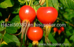 Rose Hip extract-factory supply