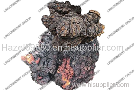 Chaga mushroom extract-factory supply