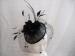 Feather Trim Ladies Fascinator Hats Black Veilings For Wedding