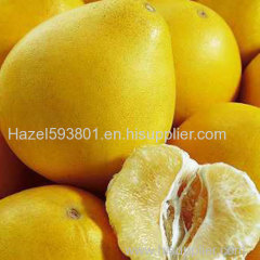 Grapefruit Oil- factory supply