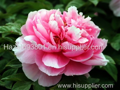 Peony seed oil- factory supply