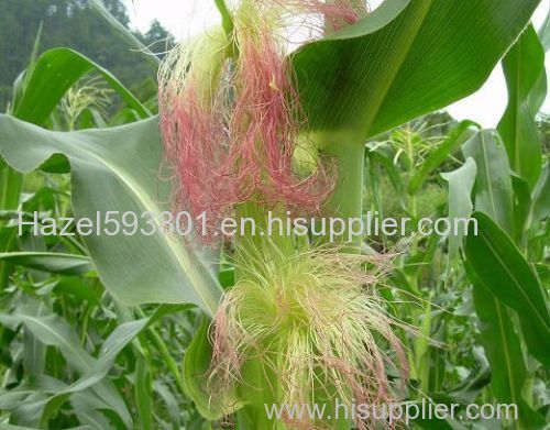 corn stigma extract 100% natural