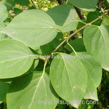 Clove leaf oil- factory supply