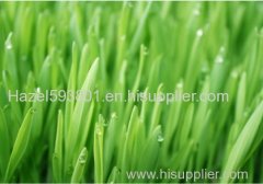 barley grass powder-factory supply kinds of fruit & vegetable powder