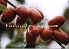 Jujube Extract Powder / Red Jujube Powder