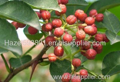 Zanthoxylum Oil/ Zanthoxylum powder