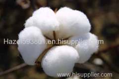 Acetate Gossypol / Cotton Seed Extract