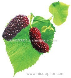 Mulberry Leaf Extract factory supply