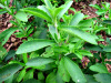 Stevia Leaf Extract factory supply