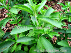 Stevia Leaf Extract factory supply