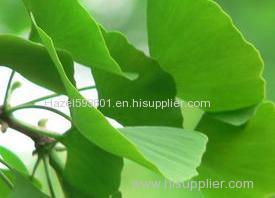 Ginkgo Biloba Extract factory supply