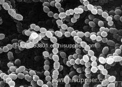 Streptococcus thermophilus - factory supply kinds of probiotics