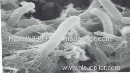 Lactobacillus Bulgaricus - factory supply