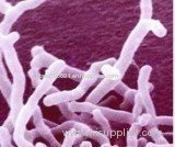 Bifidobacterium Longum- factory supply