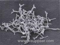 Bifidobacterium Bifidum - factory supply