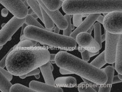 Lactobacillus helveticus - factory supply