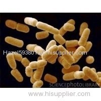 Lactobacillus Salivarius - factory supply