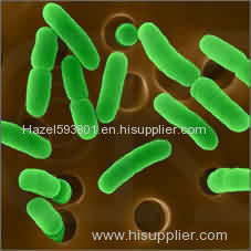 Lactobacillus fermentum- factory supply