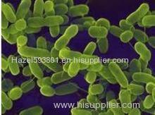 Lactobacillus Rhamnosus - factory supply