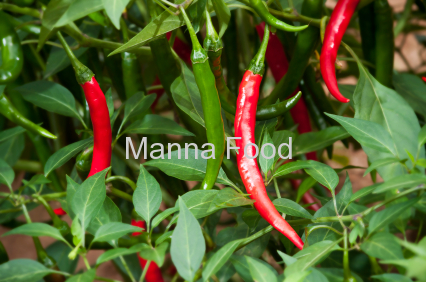 Dried hot Chili pepper
