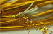 2mm Gold Elastic rope